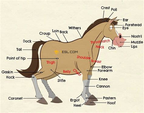 Printable Parts Of A Horse